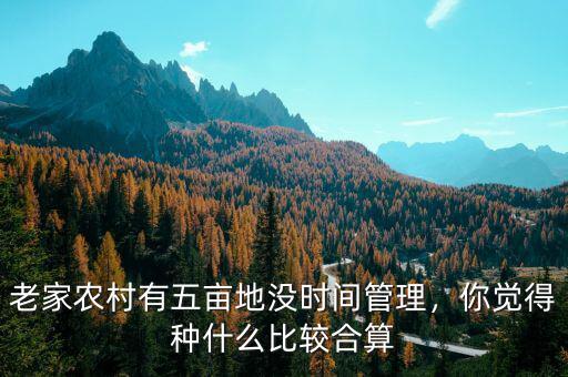 老家農村有五畝地沒時間管理，你覺得種什么比較合算