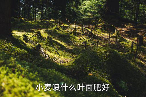 小麥金融用什么農藥比較好,什么藥比較安全效果好