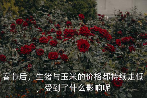 春節(jié)后，生豬與玉米的價(jià)格都持續(xù)走低，受到了什么影響呢