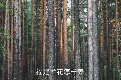 福建有什么蘭花,福建蘭花怎樣養