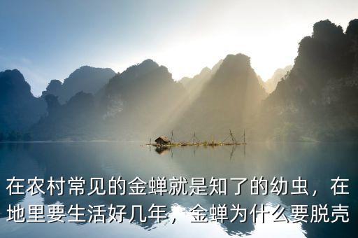 在農村常見的金蟬就是知了的幼蟲，在地里要生活好幾年，金蟬為什么要脫殼