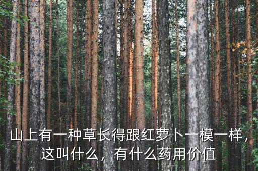 山上有一種草長得跟紅蘿卜一模一樣，這叫什么，有什么藥用價(jià)值