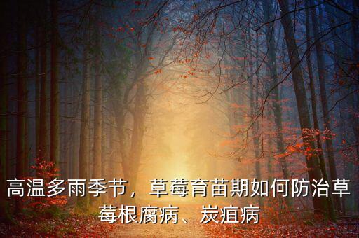 高溫多雨季節，草莓育苗期如何防治草莓根腐病、炭疽病