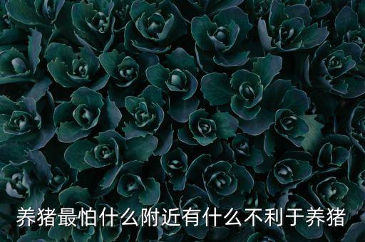 養豬最怕什么,養豬最怕什么疾病