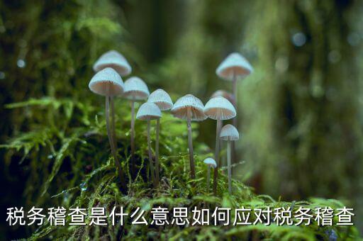什么是稅務稽查積案，稅務稽查本指什么