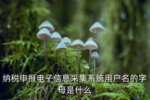 納稅申報電子信息采集系統用戶名的字母是什么