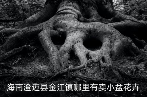 海南澄邁縣金江鎮哪里有賣小盆花卉