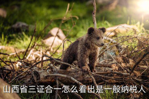 山西省如何查詢納稅人，為什么山西國稅發票無法查詢真偽