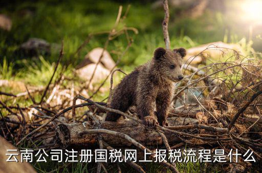 如何進入云南網上稅務申報系統，如何進行網上稅務申報