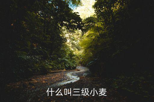 小麥三化是什么，小麥糖化過程是有氧反應還是無氧反應
