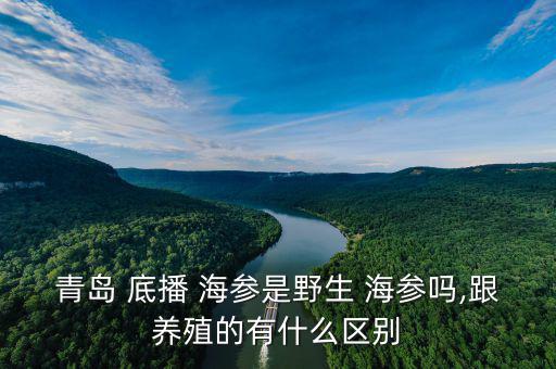 青島 底播 海參是野生 海參嗎,跟養殖的有什么區別