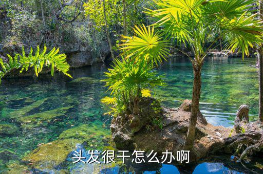 頭發很干怎么辦啊
