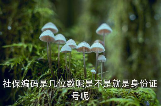 單位社保編碼14位是什么，什么是社保編號