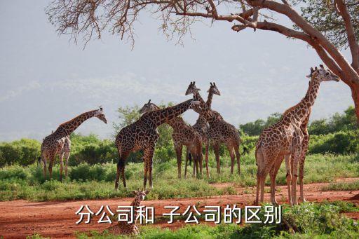 分公司和 子公司的區別